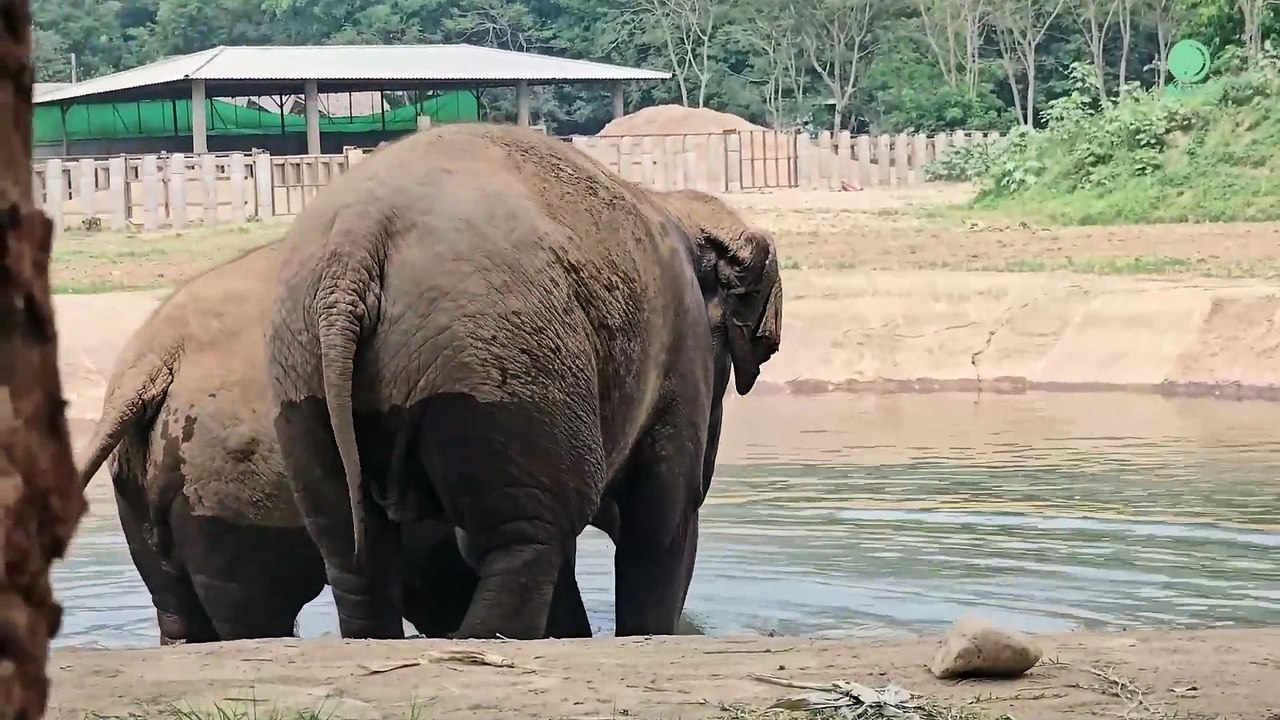 The Celebrated Friendship Of Saree And PenBoon - ElephantNews