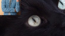 "A Day in the Life of a Cat”