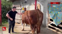 Bursa'da 1 ton 200 kiloluk kurbanlık, araba fiyatına alıcısını bekliyor