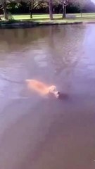 A crezut că rața se îneacă, așa că a salvat-o. Asta înseamnă iubire.