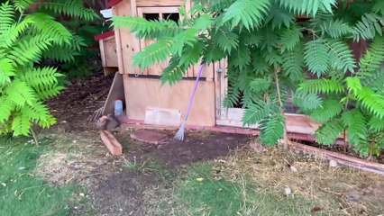 Chicken Goes to the Vet and Learns She Can't Fly