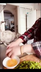 "Adorable Animals Take Over: Cats, Dogs, and a Quacky Friend Join the Party"