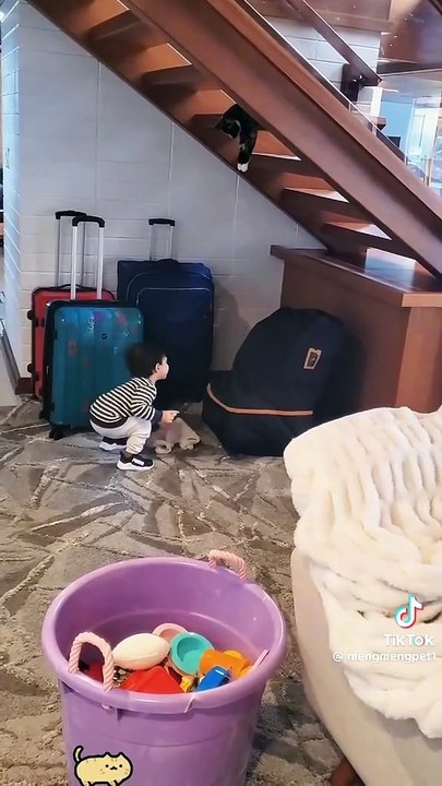 Funny cat