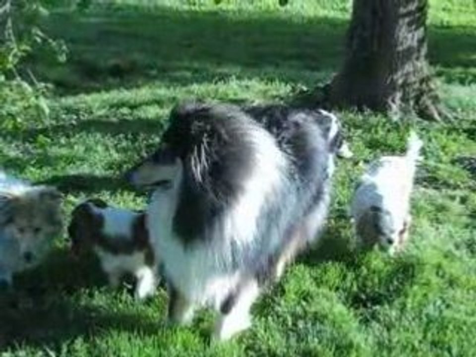 CHIENS  COLLEYS ET CAVALIERS