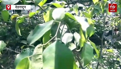 जंगलों में वृक्षारोपण की सफलता का मूल मंत्र बनेगा ये कदम, यहां देशभर की मिट्टी का हेल्थ कार्ड हो रहा तैयार