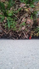 Nunca agrada ninguém seja você mesmo