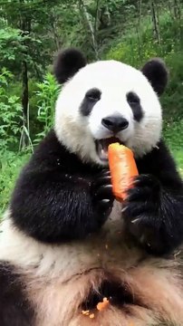 The daily life of pandas 🐼(85) #Panda #Lovely