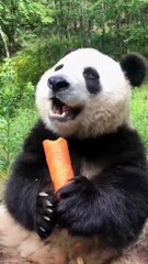 The daily life of pandas 🐼(86)   #Panda #Lovely