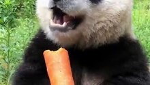 The daily life of pandas 🐼(86)   #Panda #Lovely