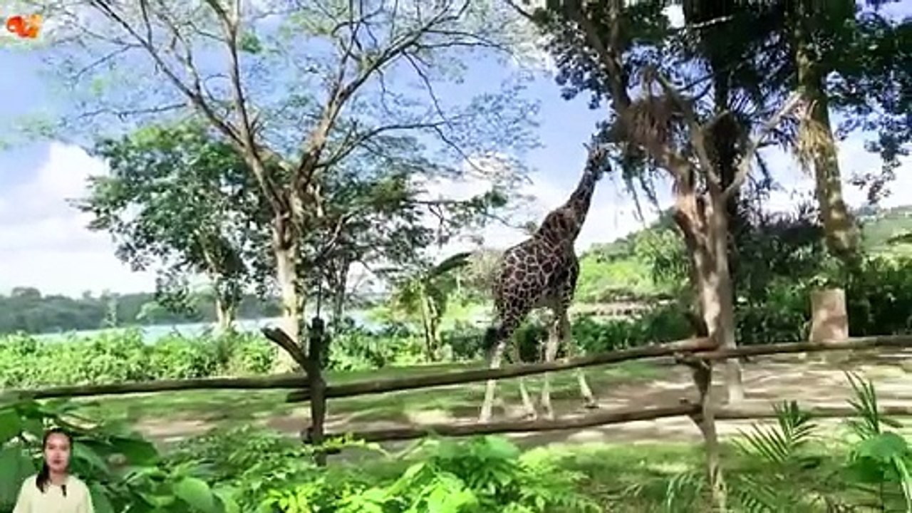 Herbivores - elephant, cow, horse, goat, giraffe - Animal sounds - Part 16