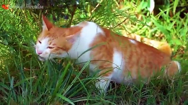 Learn Family Animals- Cat, Horse, Cow, Chicken, Duck - Farm Animal Sounds - Part 2