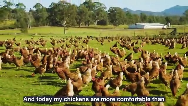 How To Raising Millions of Free Range Chicken For Eggs and Meat - Chicken Farming - Meat Factory