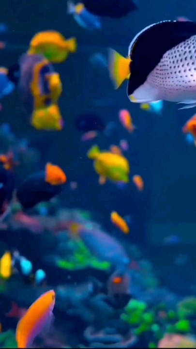 #ocean #wc #sn2sg #travel #sunnight #action #sunnightmusic #fish #sunnightpop #photography #summerlibe #photomagic #blue #sea #discover #idea #poop #toilet #feed #cycle #ecosystem #environment #nature #naturefriendly #colors #beauty