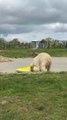 Polar bears take to the water...in a kayak