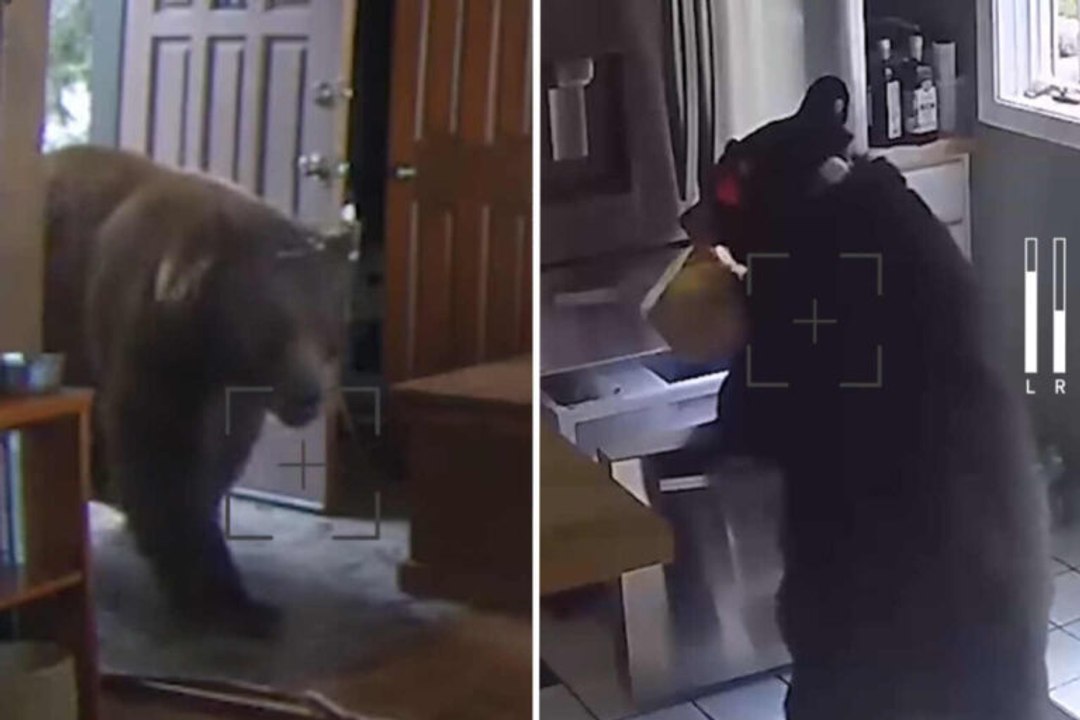 Beeindruckendes Video: Bären verbreiten Angst in der Nachbarschaft