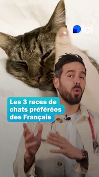 Les 3 races de chats préférées des Français
