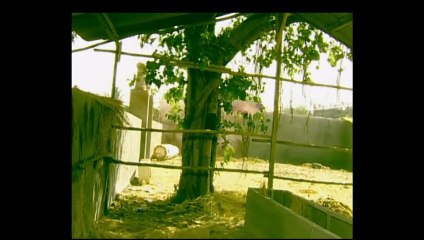 Ssshhhh...koi hai(2001)episode 132 season-1"A Case Of Animal Disappearance"