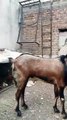 Healthy Nagrah Goat/Rawalpindi/Symbol of Beauty