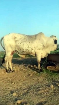 Majestic Pair of Bulls in Rawalpindi