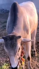 Beautiful Sibi Cross Bull in Rawalpindi