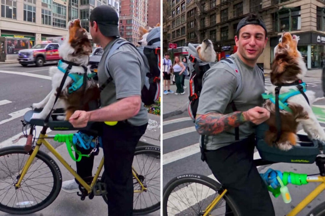 Niedliches Video: Hunde heulen mit, um eine vorbeifahrende Ambulanz zu imitieren