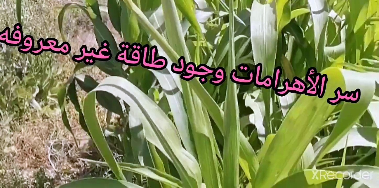 سر الطاقة الموجود في الأهرامات الشكل الهرمي نقي قلبك