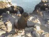 Galapagos Islands travel: Bull Sea Lion makes his way up