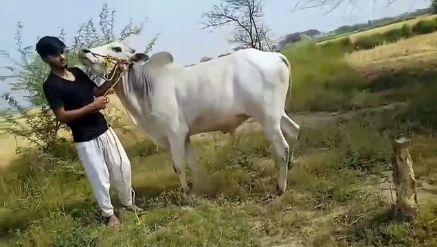 0317-8222740 Beautiful Bulls for Sale/Rawalpindi