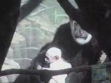 Baby Colobus Monkey at Central Park Zoo