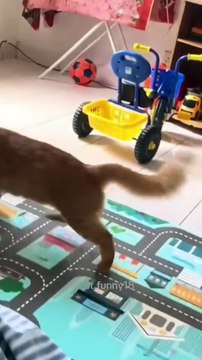 Cute baby's new viral funny video 😂📸 kid vs animals funny video 😂 viral funny video #shorts #shortvideos #funnyvideos #viralvideos #viralshort #comedy #kids