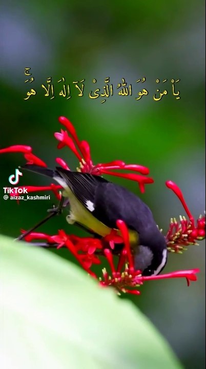 99 Names of Allah Almighty|| Asma -ul-hasna