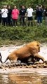 lion vs snake tiger#funny animals#wild life#trending#snake life#viral - Copy - Copy