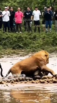 lion vs snake tiger#funny animals#wild life#trending#snake life#viral - Copy - Copy