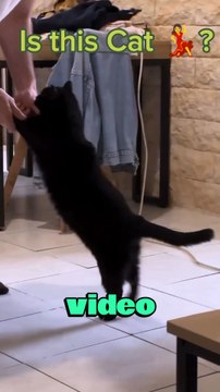 Is this cat dancing? #animals #cute #cats #dancingcat
