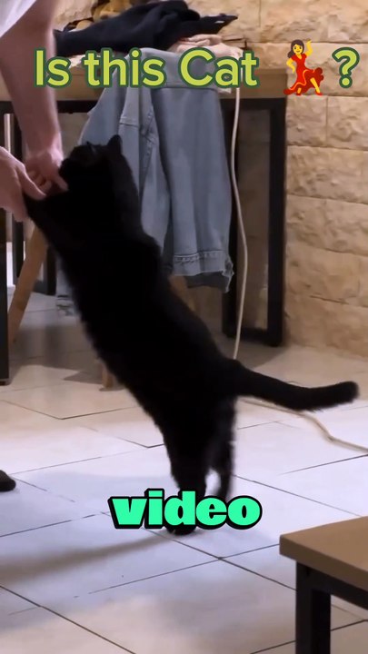 Is this cat dancing? #animals #cute #cats #dancingcat