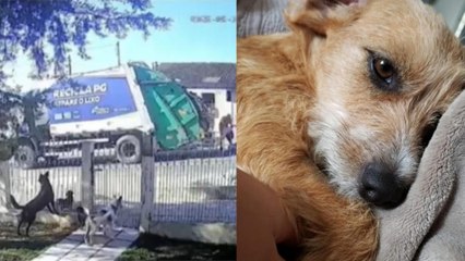 Cadela é atropelada e triturada por caminhão do lixo no PR
