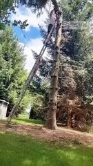 Tree Felling Gone Right – Epic Fall Captured!