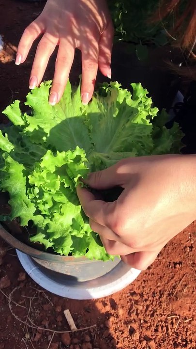 Counting mealybugs in lettuce