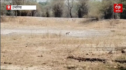 टाइगर भी थर्राता है इनसे, बांधवगढ़ में आया खौफ का दूसरा नाम 'सोन कुत्ता'