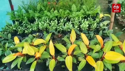 कभी मां ने गिरवी रखे थे गहने.. आज बेटे पर हो रही पैसों की बारिश! जानें किस बिजनेस ने बदली जिंदगी