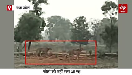 श्योपुर के थाने में रिपोर्ट लिखाने पहुंचे चीते, कूनो पार्क की आवोहवा से हैं नाखुश