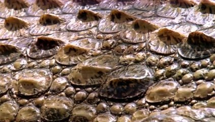 Life in Cold Blood_5of5_Armoured Giants