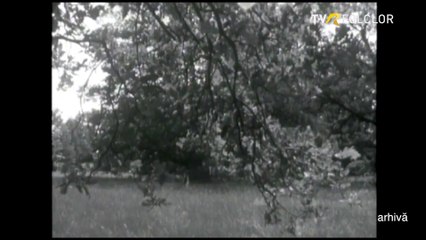 Mariana Draghicescu - Tine-n viata pomii-n vie (arhiva TVR)