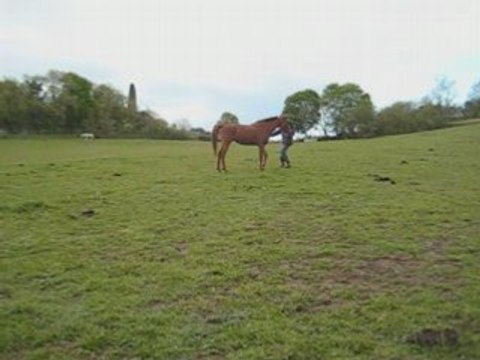 Kahlia cabrés dans le pré