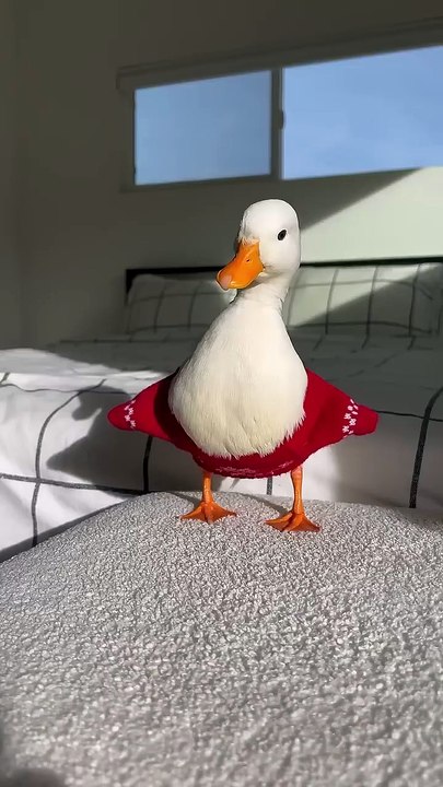 La La La #shorts #petduck