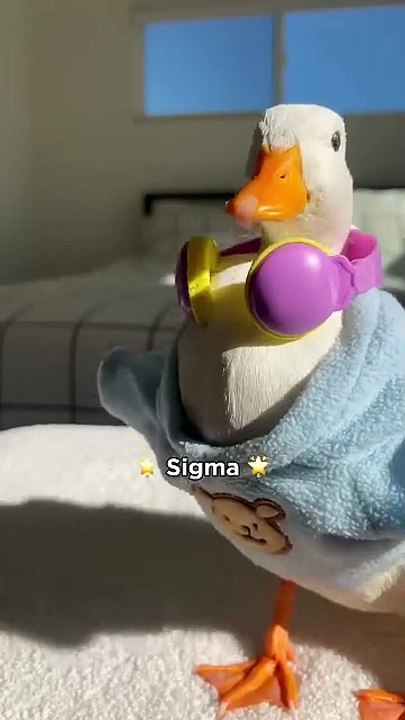 Sigma Boy #shorts #petduck