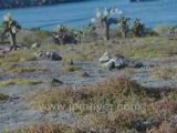 Galapagos Islands travel: Katharine's slideshow of South