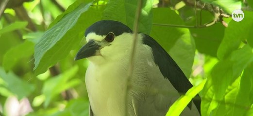 Panamá participó del Global Big Day, el colorido evento de avistamiento de aves