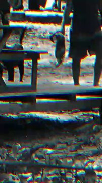 Sete animais silvestres são resgatados de exploração turística no Amazonas