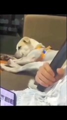 "Paws in Control: When Dogs Take Over the Remote 🐶📺"